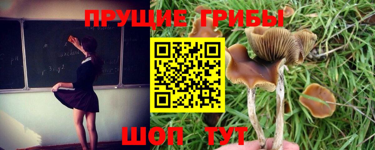 Псилоцибиновые грибы GOLDEN TEACHER  Галлюциногенные грибы Psilocybine cubensis  Вход с VPN  Алатырь 